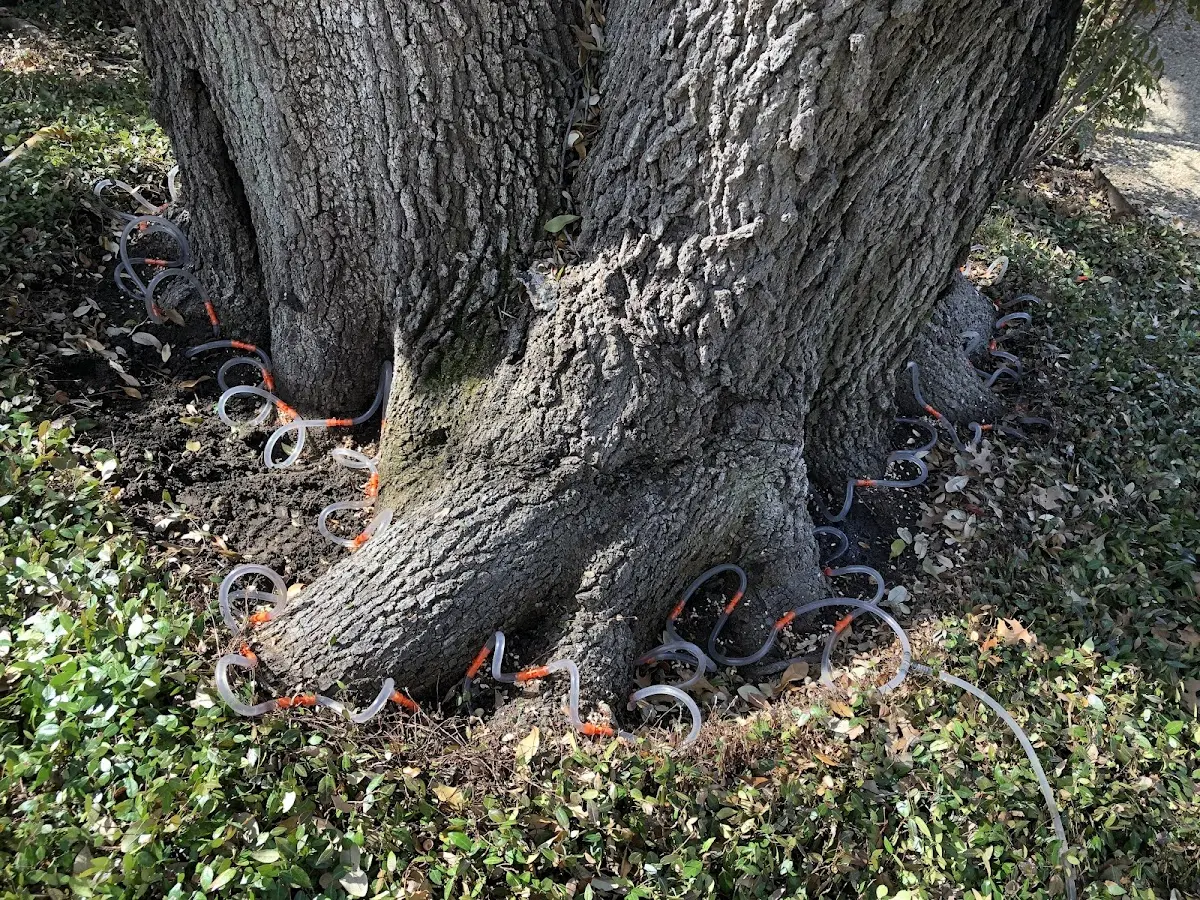 Detailed Shrub and Hedge Trimming job site in Walnut Hill