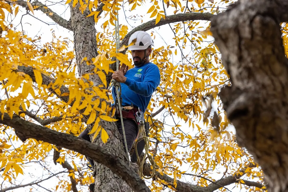 Skilled Tree Pruning crew working in Walnut Hill